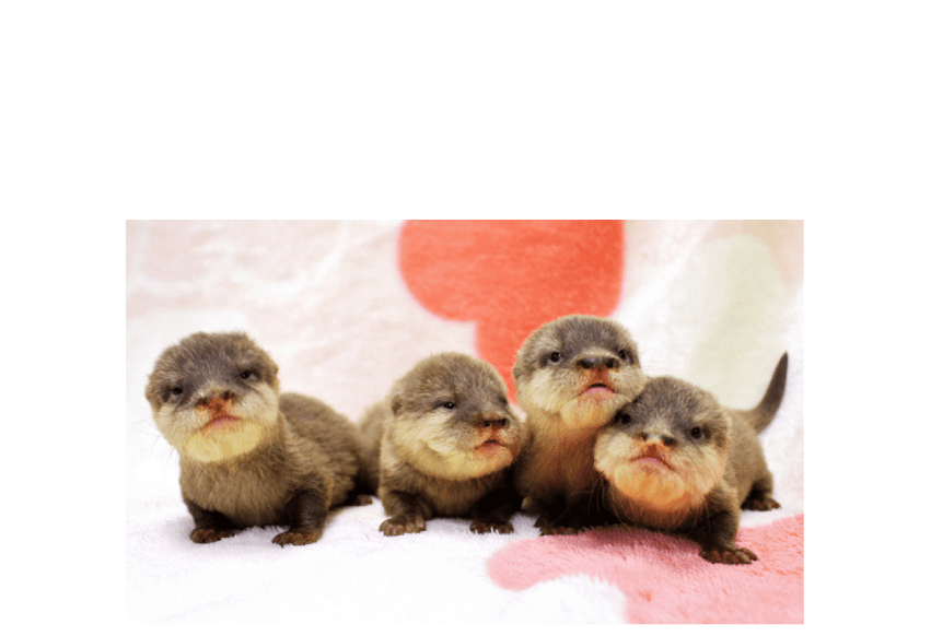 カワウソの四つ子の赤ちゃん産まれたよ。10月12日から一般公開しているよ