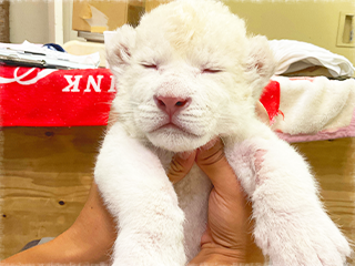 姫路セントラルパーク 4年ぶりのホワイトライオンの赤ちゃん誕生しました