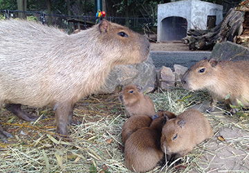 カピバラの動物観察 サファリリゾート姫路セントラルパーク